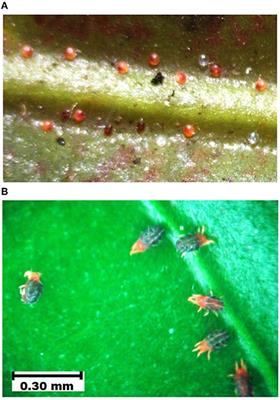 Plant Extracts as Potential Acaricides for the Management of Red Spider Mite, Oligonychus coffeae Nietner (Acarina: Tetranychidae), in the Tea Ecosystem: An Eco-Friendly Strategy